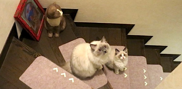 IMG_0866 のコピー .jpg